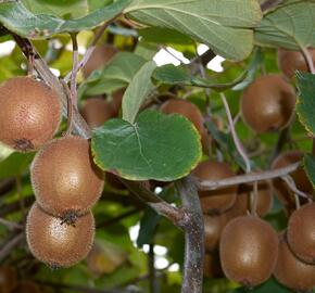 Aktinidie čínská, kiwi - samičí 'Minkigold' - Actinidia chinensis 'Minkigold'