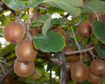 Aktinidie čínská, kiwi - samičí 'Minkigold'