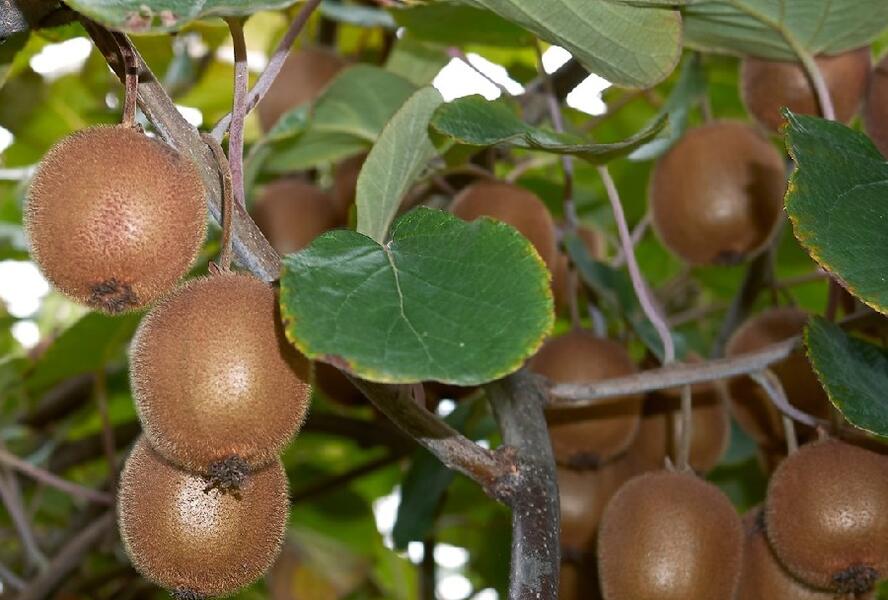 Aktinidie čínská, kiwi - samičí 'Minkigold' - Actinidia chinensis 'Minkigold'