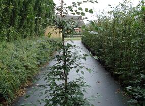 Habr obecný - Carpinus betulus