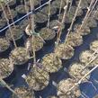 Habr obecný - Carpinus betulus