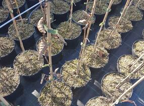 Habr obecný - Carpinus betulus