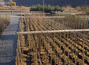 Habr obecný - Carpinus betulus