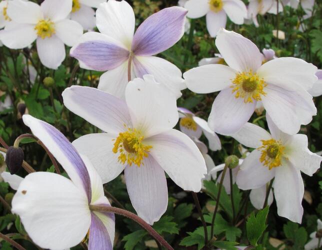 Sasanka 'Ruffled Swan' - Anemone hybrida 'Ruffled Swan'