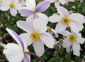Sasanka 'Ruffled Swan' - Anemone hybrida 'Ruffled Swan'