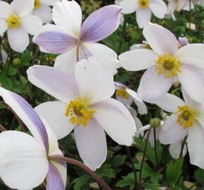 Sasanka 'Ruffled Swan' - Anemone hybrida 'Ruffled Swan'