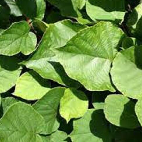 Aktinidie čínská, kiwi - samčí 'Minkimale' - Actinidia chinensis ‘Minkimale’