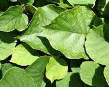 Aktinidie čínská, kiwi - samčí 'Minkimale'