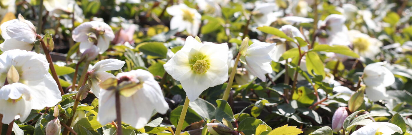 Helleborus niger_jaro