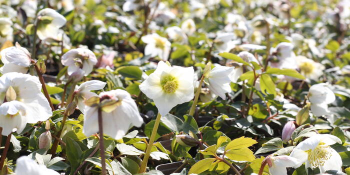 Helleborus niger_jaro