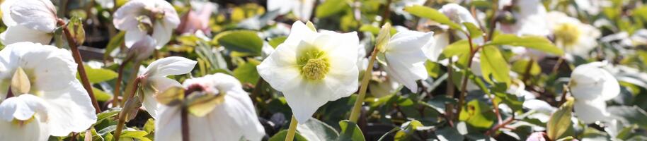 Helleborus niger_jaro