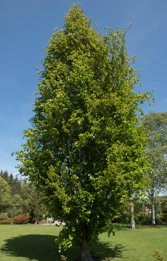 Buk lesní 'Dawyck' - Fagus sylvatica 'Dawyck'