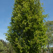 Buk lesní 'Dawyck' - Fagus sylvatica 'Dawyck'