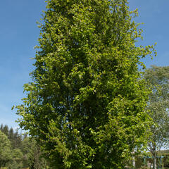 Buk lesní 'Dawyck' - Fagus sylvatica 'Dawyck'