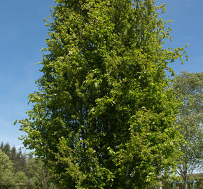 Buk lesní 'Dawyck' - Fagus sylvatica 'Dawyck'
