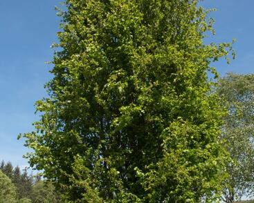 Buk lesní 'Dawyck'