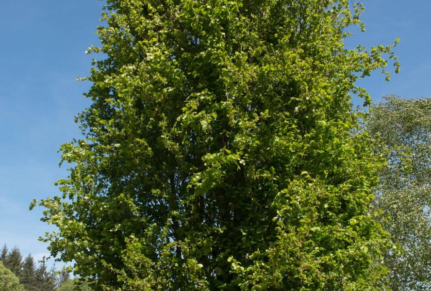 Buk lesní 'Dawyck' - Fagus sylvatica 'Dawyck'