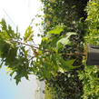 Dub bahenní 'Isabel' - Quercus palustris 'Isabel'