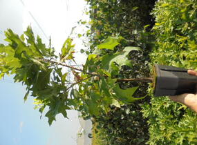 Dub bahenní 'Isabel' - Quercus palustris 'Isabel'