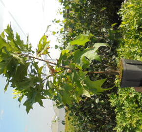Dub bahenní 'Isabel' - Quercus palustris 'Isabel'