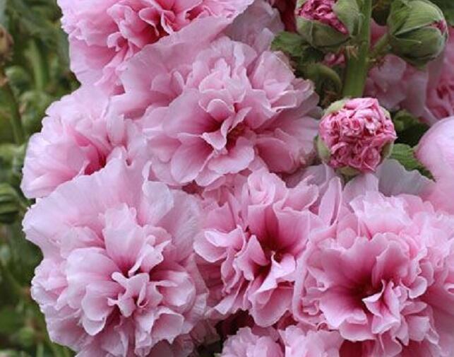 Topolovka růžová 'Chater's Pink' - Alcea rosea plena'Chater's Pink'