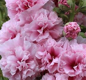 Topolovka růžová 'Chater's Pink' - Alcea rosea plena'Chater's Pink'