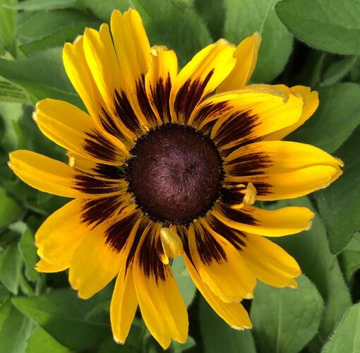 Třapatka 'Summerdaisy's Choco Sun' - Rudbeckia hybrida 'Summerdaisy's Choco Sun'