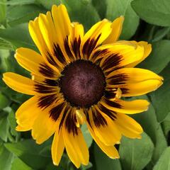 Třapatka 'Summerdaisy's Choco Sun' - Rudbeckia hybrida 'Summerdaisy's Choco Sun'