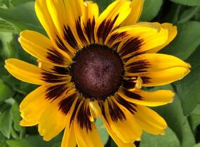 Třapatka 'Summerdaisy's Choco Sun' - Rudbeckia hybrida 'Summerdaisy's Choco Sun'