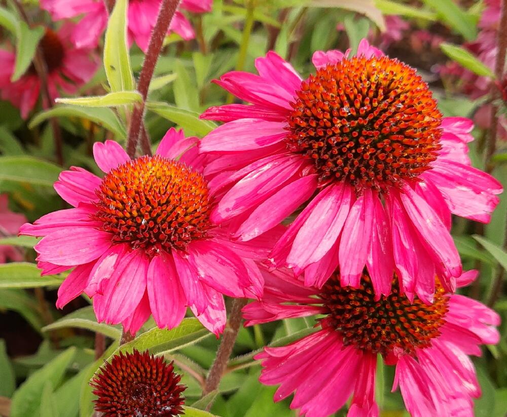 Třapatkovka nachová 'Pink Passion' - Echinacea purpurea 'Pink Passion'