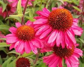 Třapatkovka nachová 'Pink Passion'