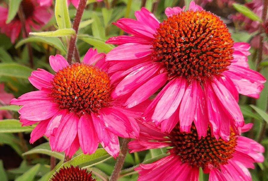 Třapatkovka nachová 'Pink Passion' - Echinacea purpurea 'Pink Passion'