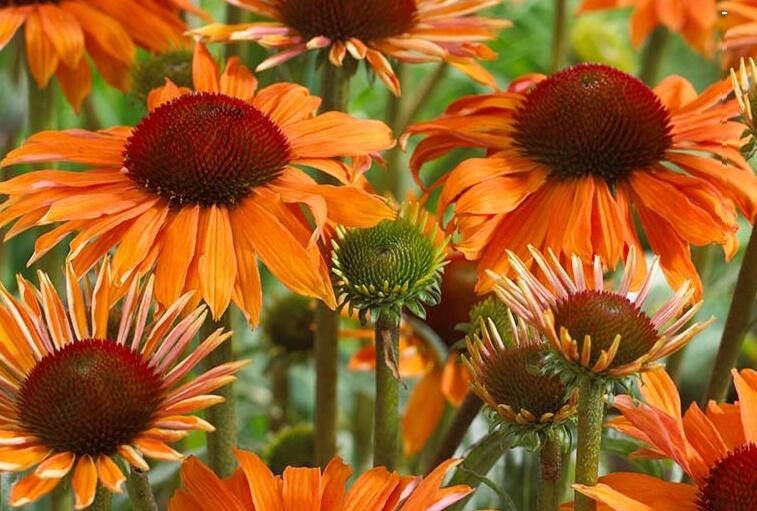 Třapatkovka 'Orange Passion' - Echinacea purpurea 'Orange Passion'