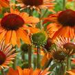 Třapatkovka 'Orange Passion' - Echinacea purpurea 'Orange Passion'