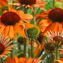 Třapatkovka 'Orange Passion' - Echinacea purpurea 'Orange Passion'