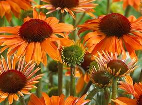 Třapatkovka 'Orange Passion' - Echinacea purpurea 'Orange Passion'