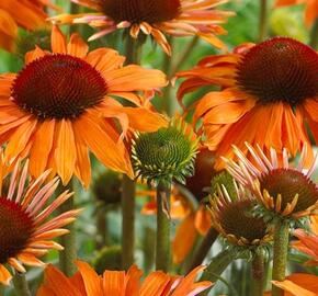 Třapatkovka 'Orange Passion' - Echinacea purpurea 'Orange Passion'