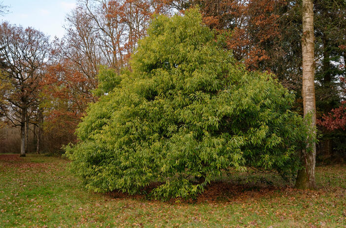 Dub láchorolistý - Quercus myrsinifolia