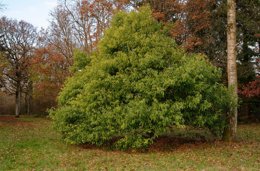 Dub láchorolistý - Quercus myrsinifolia