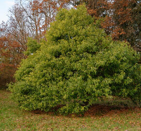 Dub láchorolistý - Quercus myrsinifolia
