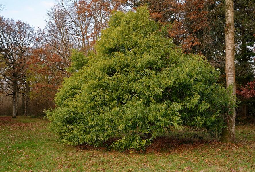 Dub láchorolistý - Quercus myrsinifolia