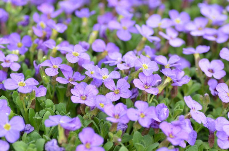 Nejoblíbenější jarní trvalky