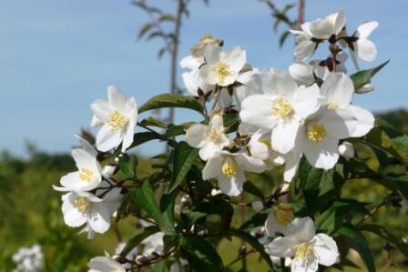 Pustoryl 'Starbright' - Philadelphus 'Starbright'