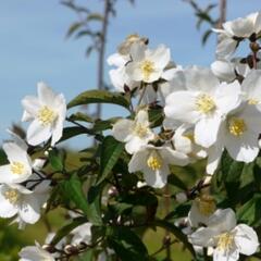 Pustoryl 'Starbright' - Philadelphus 'Starbright'