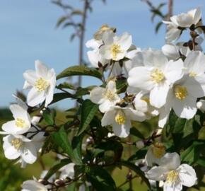 Pustoryl 'Starbright' - Philadelphus 'Starbright'