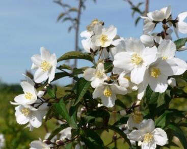 Pustoryl 'Starbright'