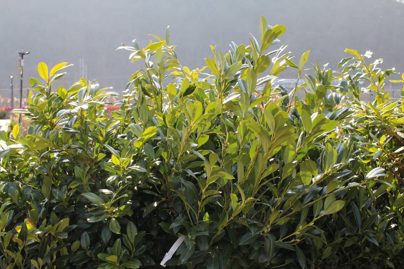 živý plot bobkovišeň