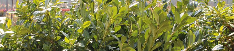 živý plot bobkovišeň