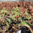 Plicník červený - Pulmonaria rubra