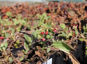 Plicník červený - Pulmonaria rubra